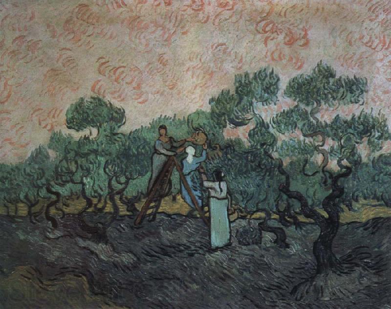 Vincent Van Gogh the olive pickers,saint remy,1889 Germany oil painting art